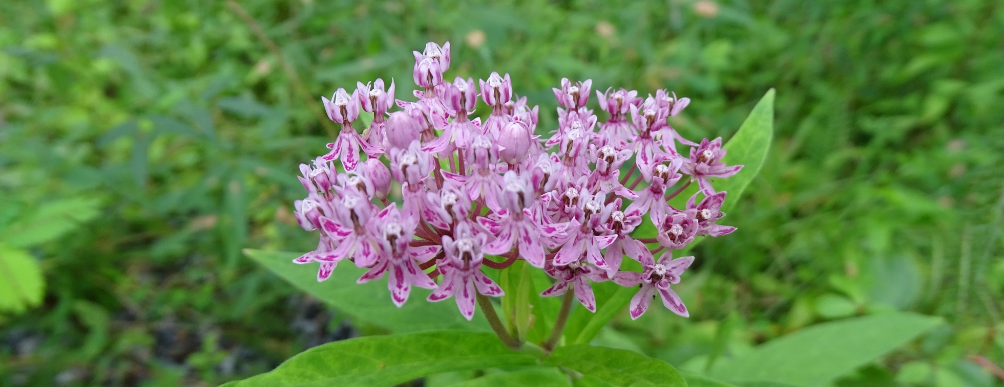 Sunday, June 28th Bioblitz